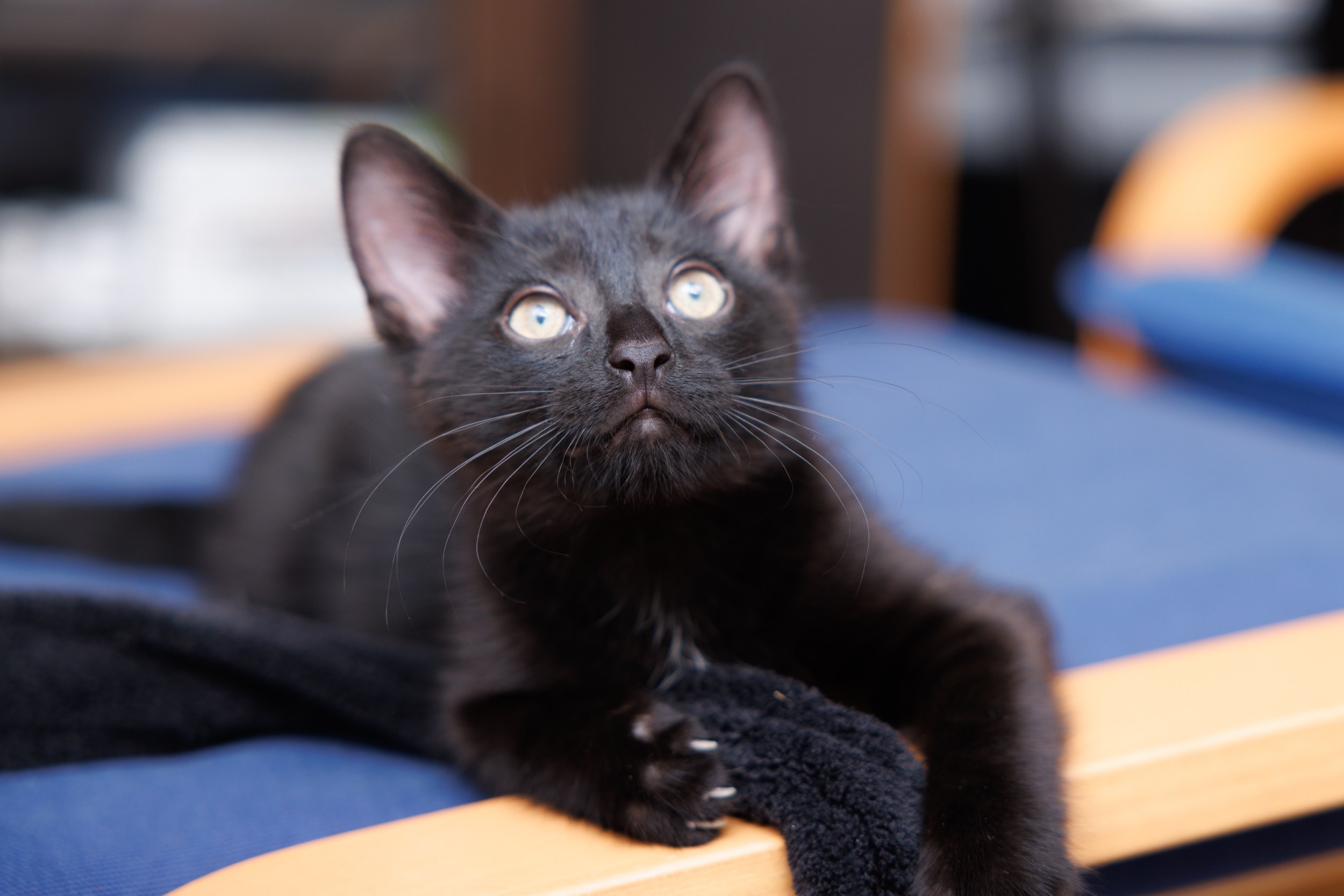 Enlarge Churchill, a Adopted Domestic Short Hair in Montreal, QC image 3/4