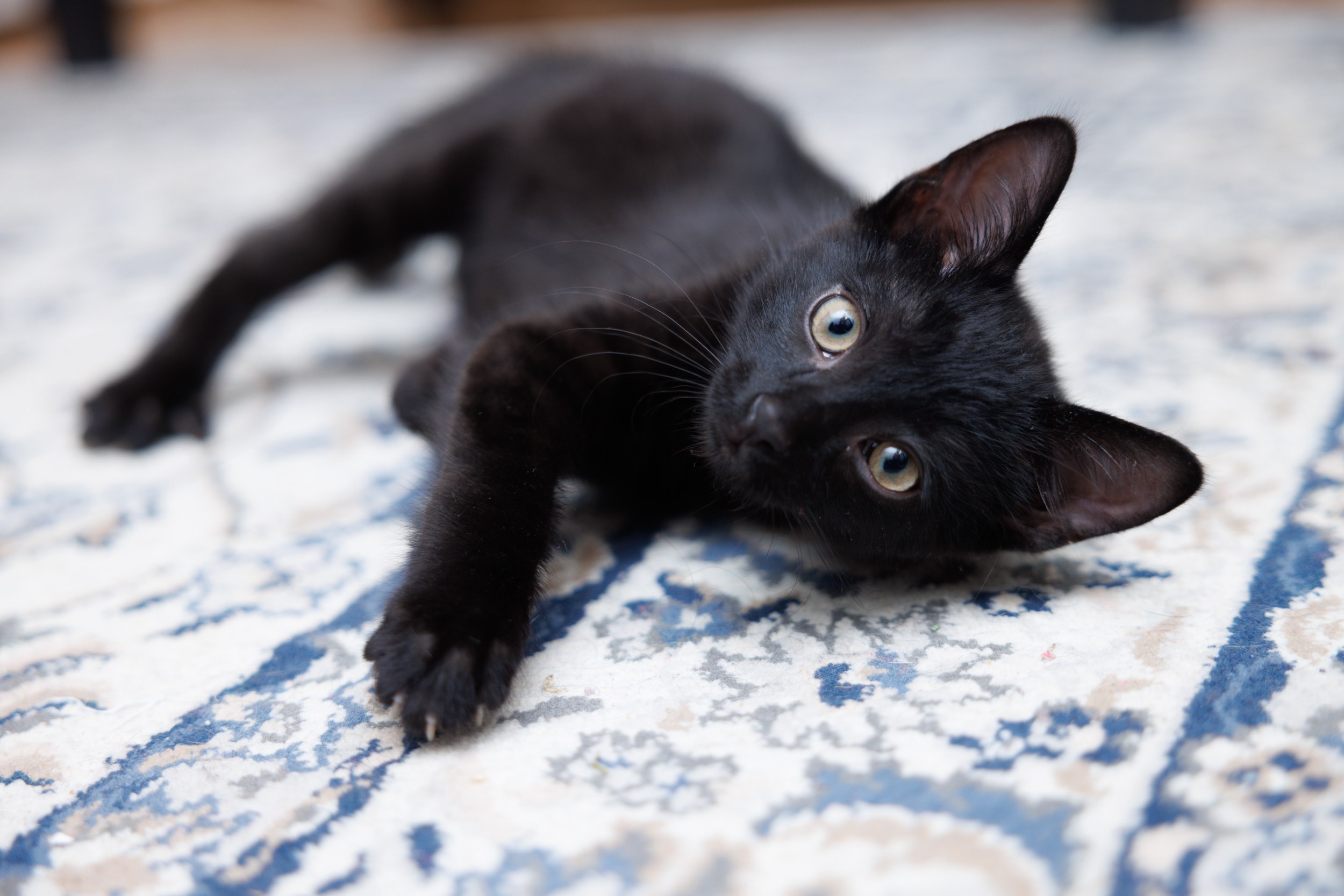 Enlarge Churchill, a Adopted Domestic Short Hair in Montreal, QC image 4/4