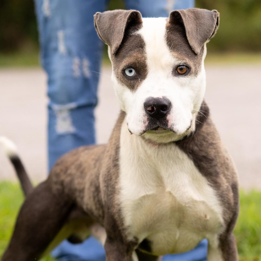 Oddie, Adoptable, Adult Male Pit Bull Terrier.