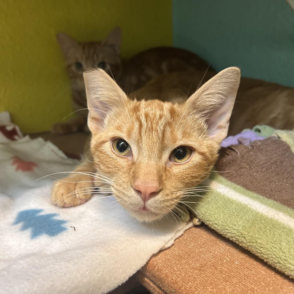 Anthony (Tony), Adoptable, Kitten Male Domestic Short Hair.