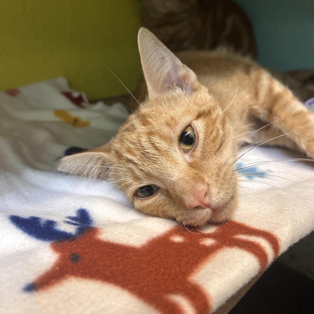 Enlarge Anthony (Tony), a Adoptable Domestic Short Hair in Fresno, CA image 2/4