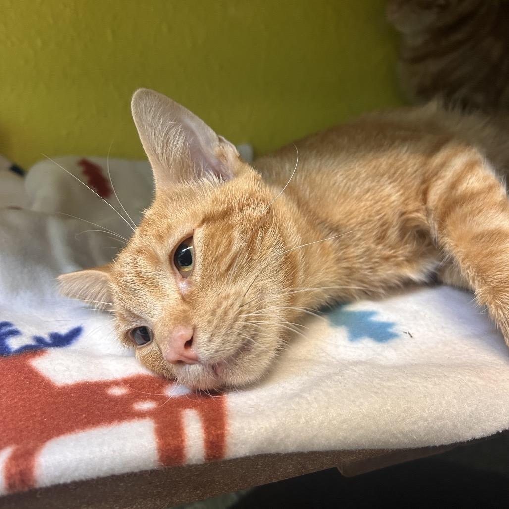 Enlarge Anthony (Tony), a Adoptable Domestic Short Hair in Fresno, CA image 3/4