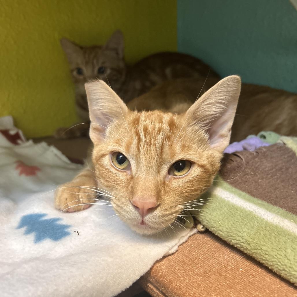 Enlarge Anthony (Tony), a Adoptable Domestic Short Hair in Fresno, CA image 4/4