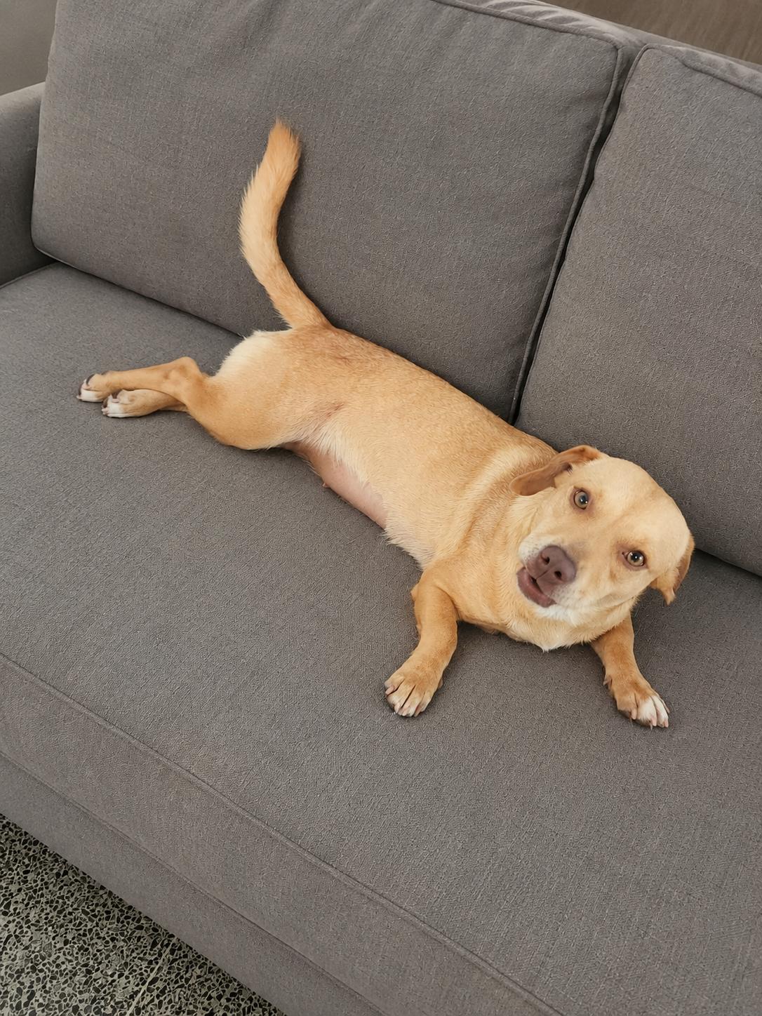 Auri - The Cuddlebug, an adopted mixed breed in TAMPA, FL image 3/6