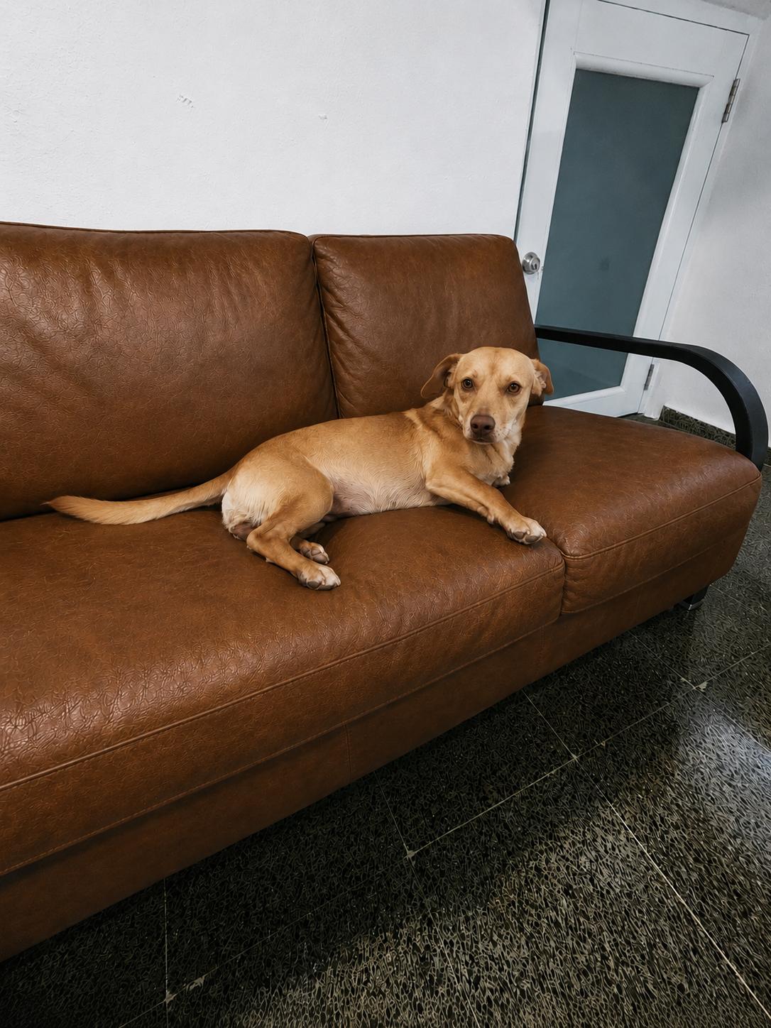 Auri - The Cuddlebug, an adopted mixed breed in TAMPA, FL image 4/6