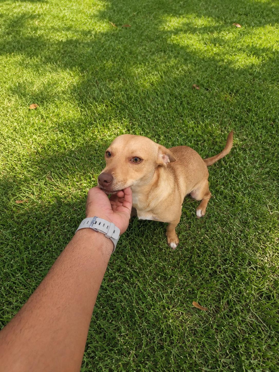 Auri - The Cuddlebug, an adopted mixed breed in TAMPA, FL image 2/6