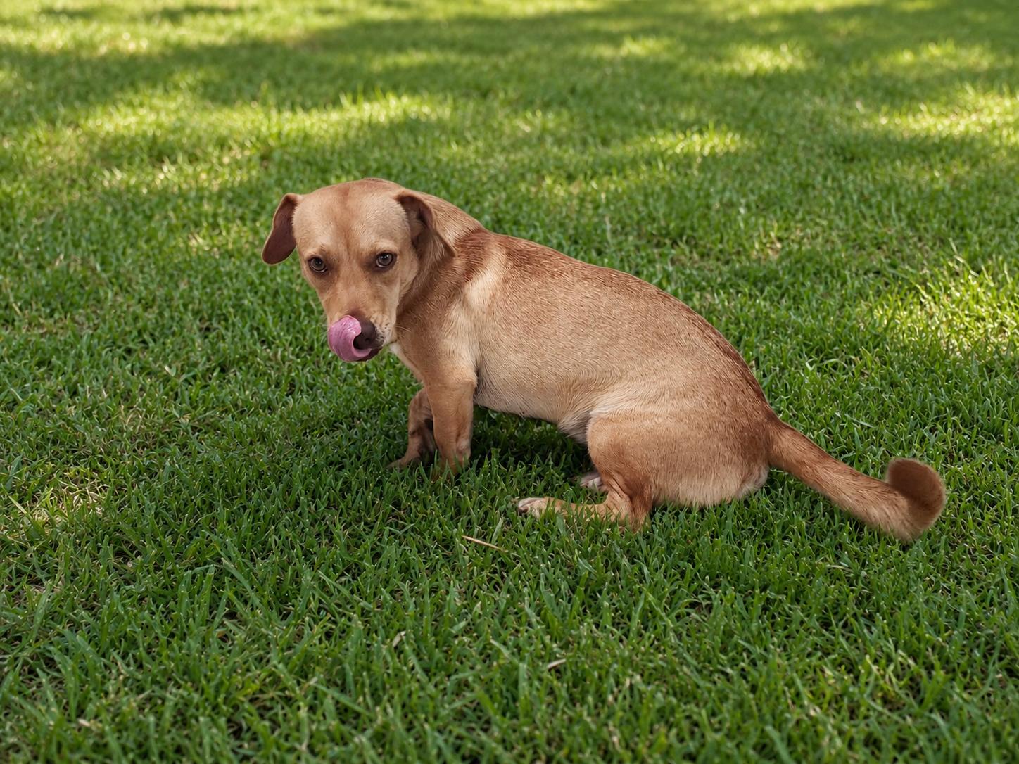 Auri - The Cuddlebug, adopted, Young Female Beagle.