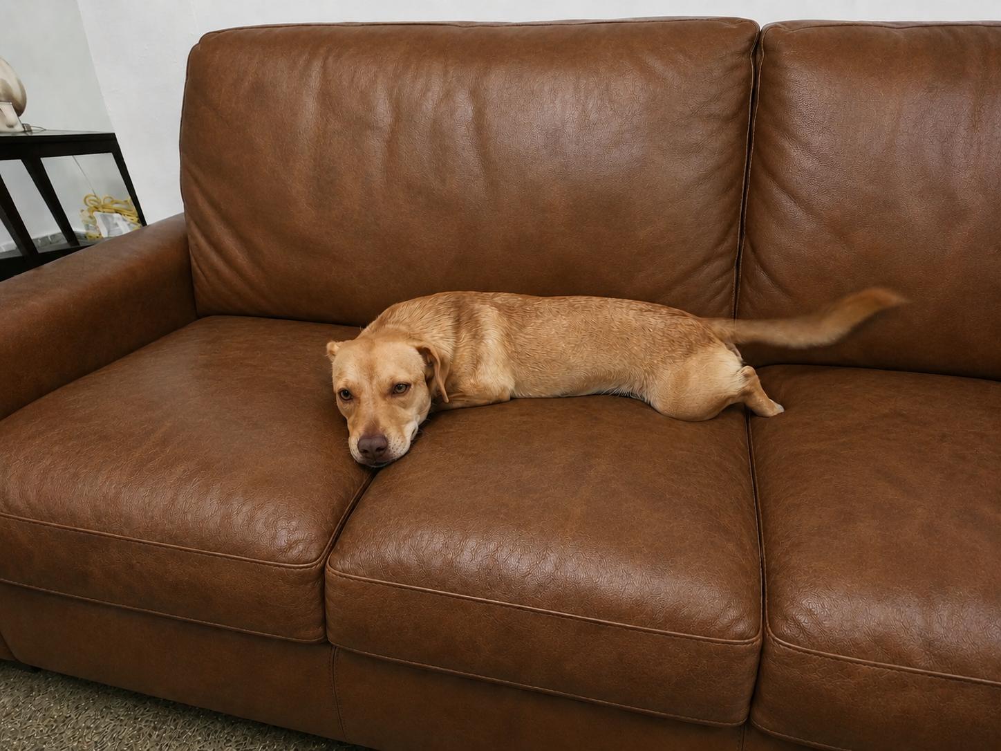 Auri - The Cuddlebug, an adopted mixed breed in TAMPA, FL image 5/6