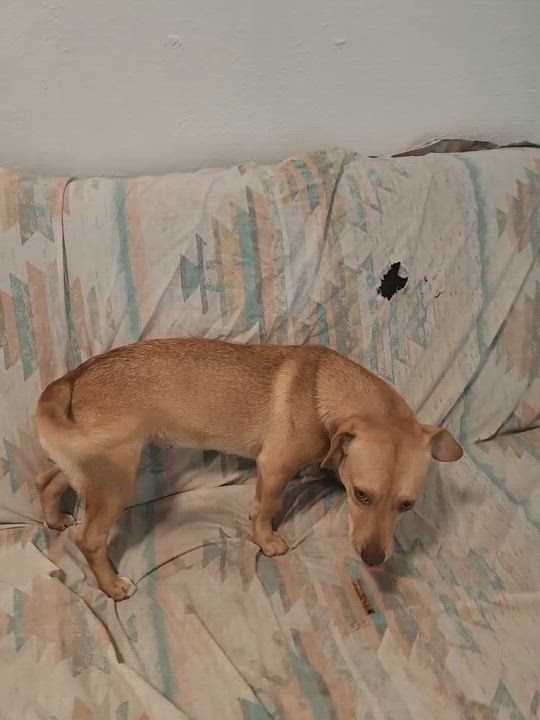 Enlarge Auri - The Cuddlebug, an adopted mixed breed in TAMPA, FL video 6/6