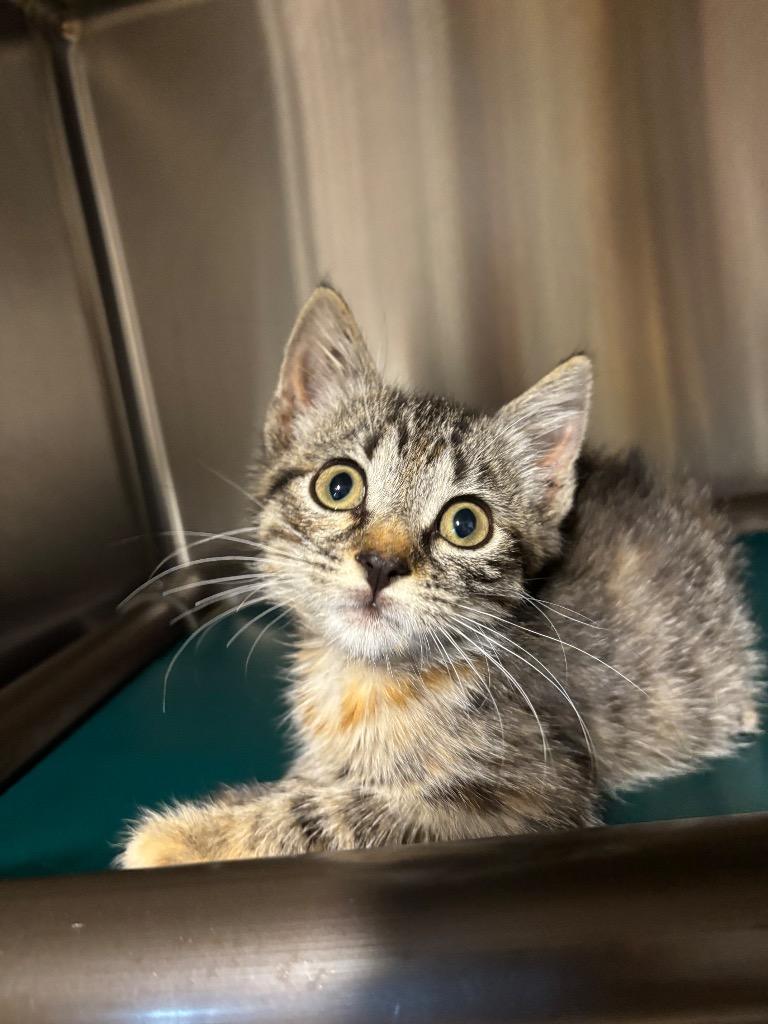 Minnie, Adoptable, Kitten Female Domestic Short Hair.
