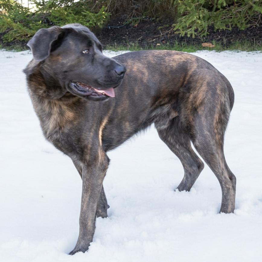 Walter, a Adoptable mixed breed in Erie, PA image 2/4