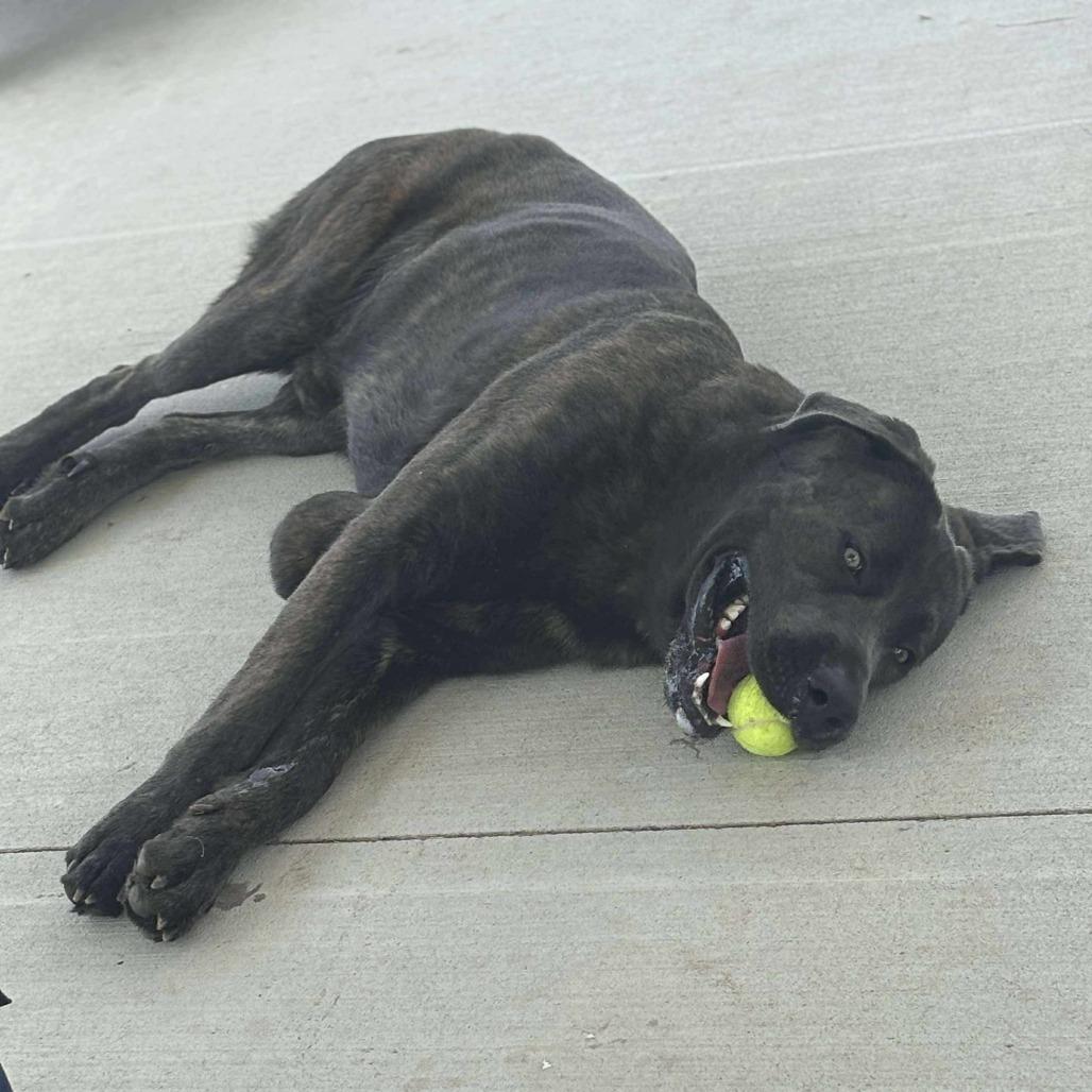 Walter, a Adoptable mixed breed in Erie, PA image 2/6