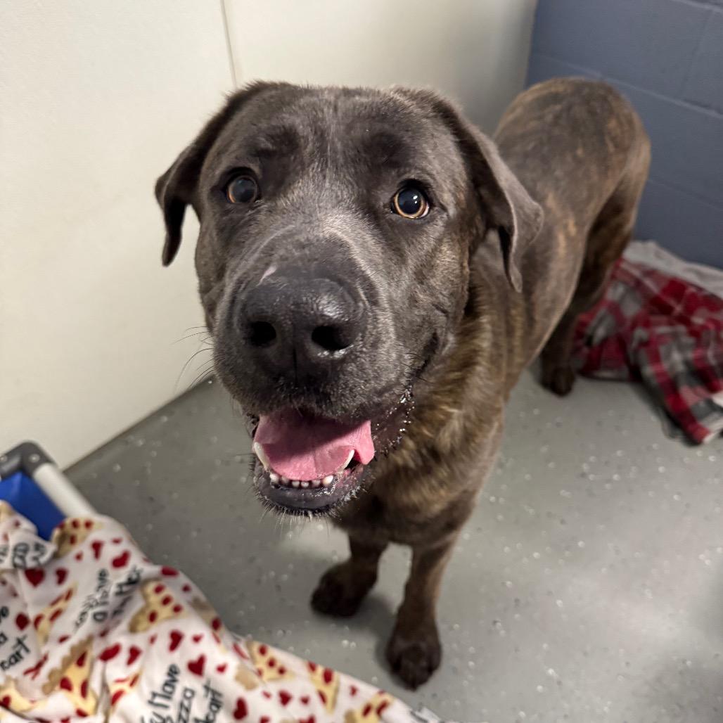 Walter, a Adoptable mixed breed in Erie, PA image 3/6