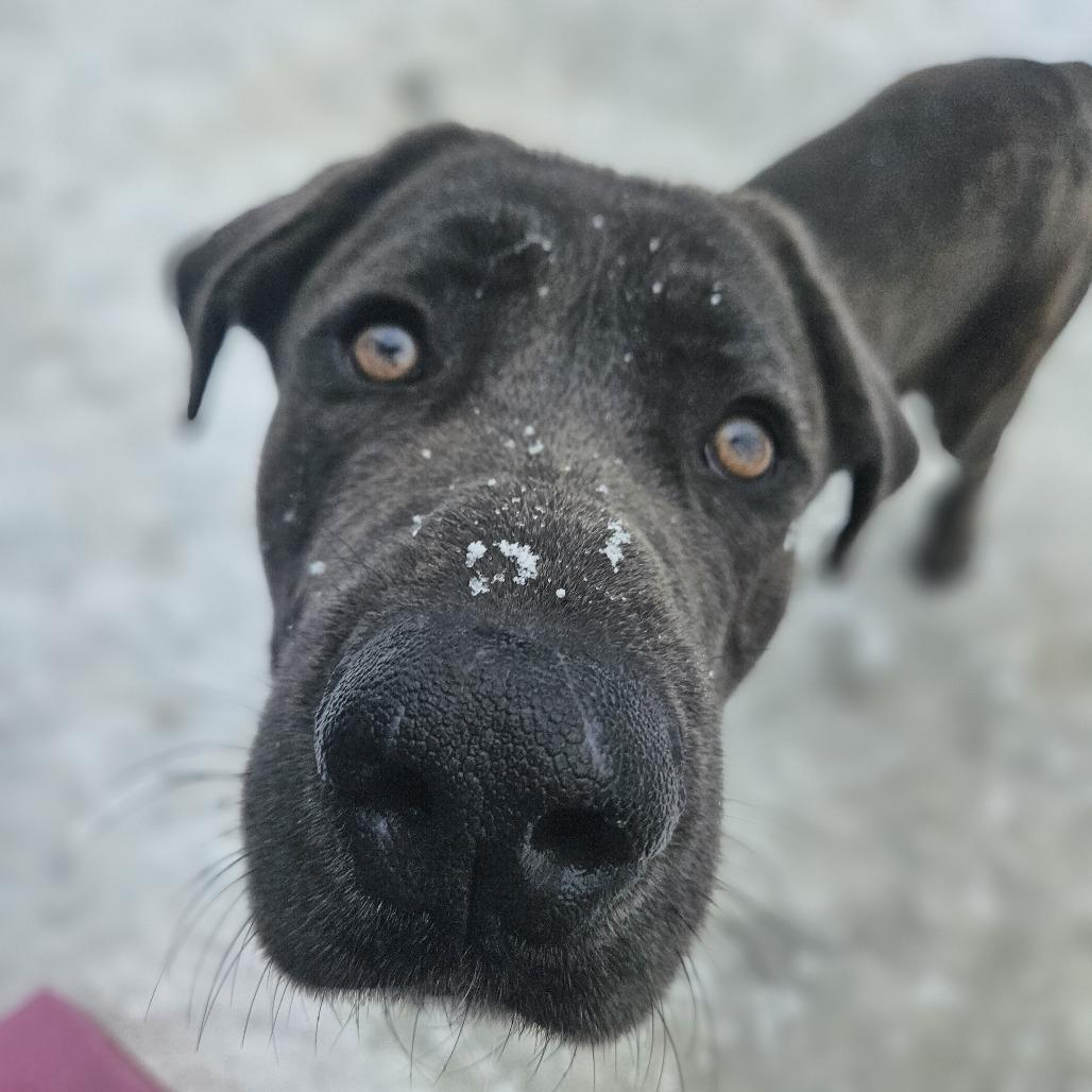 Walter, a Adoptable mixed breed in Erie, PA image 4/6