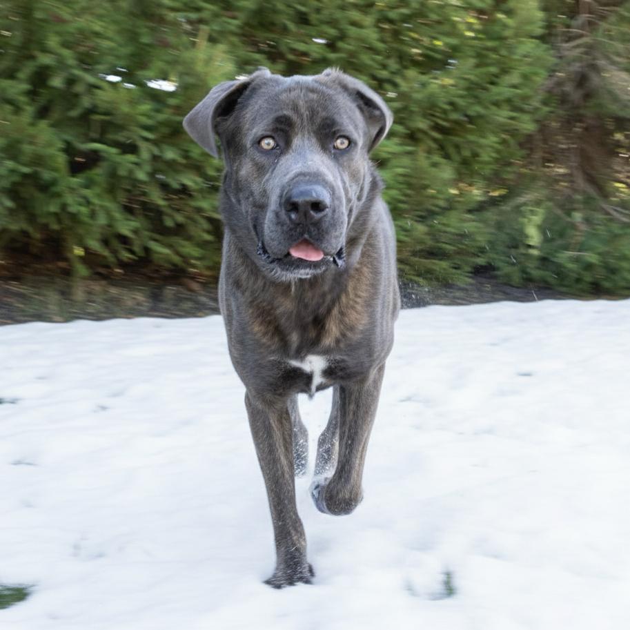 Walter, a Adoptable mixed breed in Erie, PA image 5/6