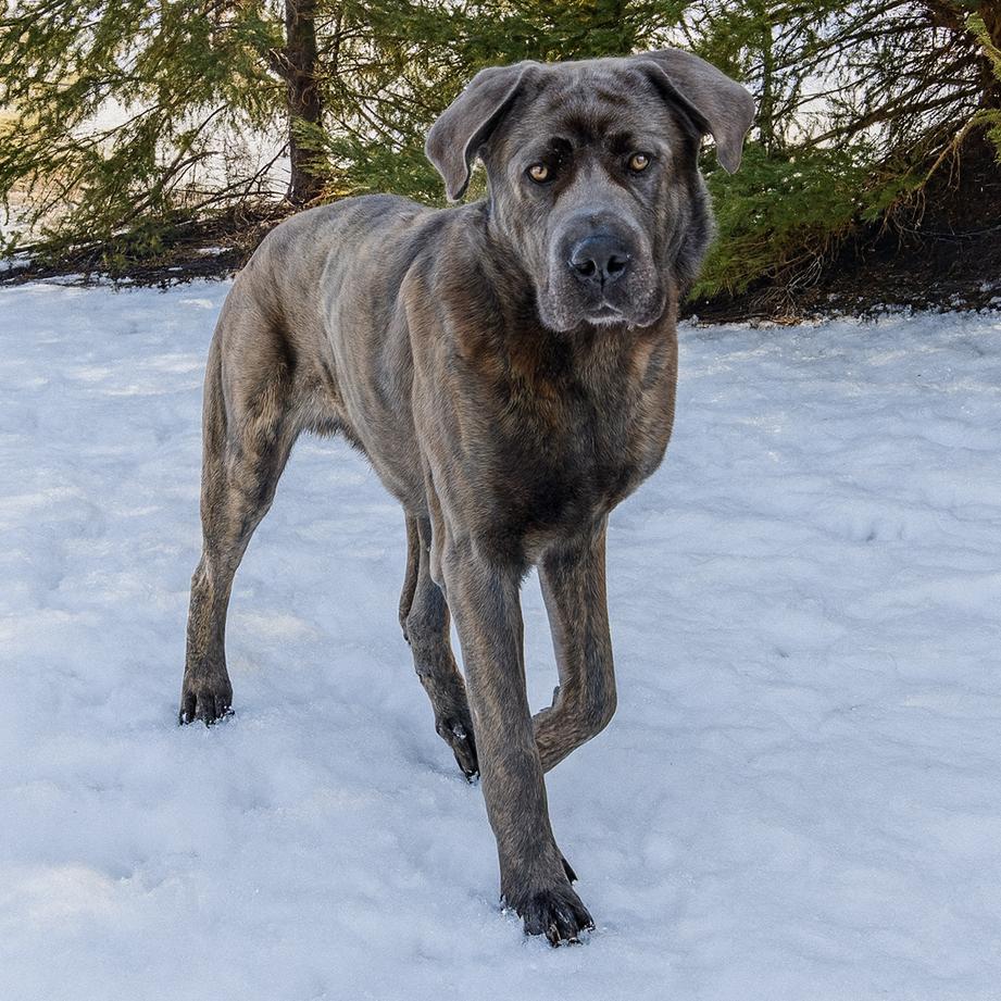 Walter, a Adoptable mixed breed in Erie, PA image 4/4
