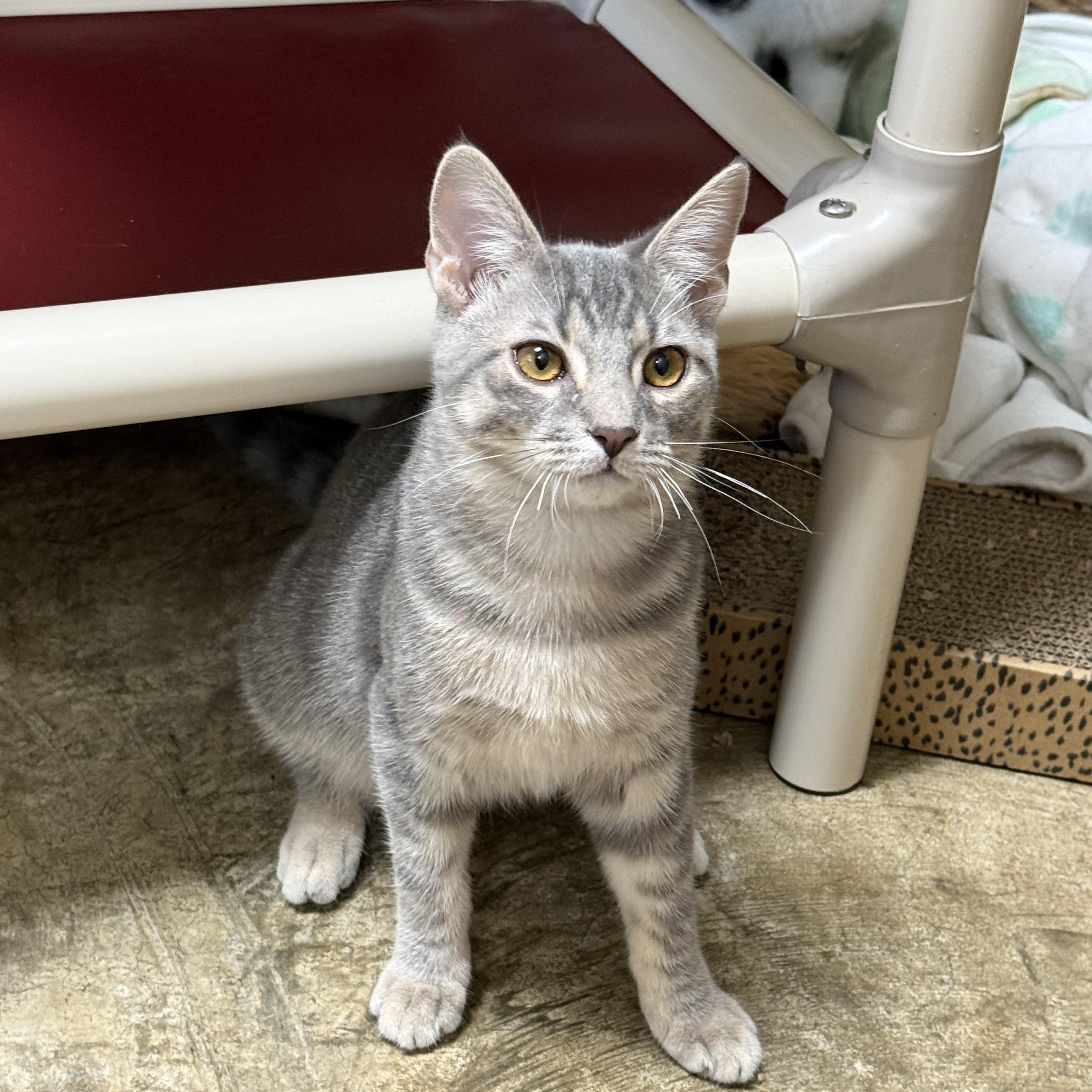 Enlarge Habanero, a Adoptable Domestic Short Hair in Collierville, TN image 2/6