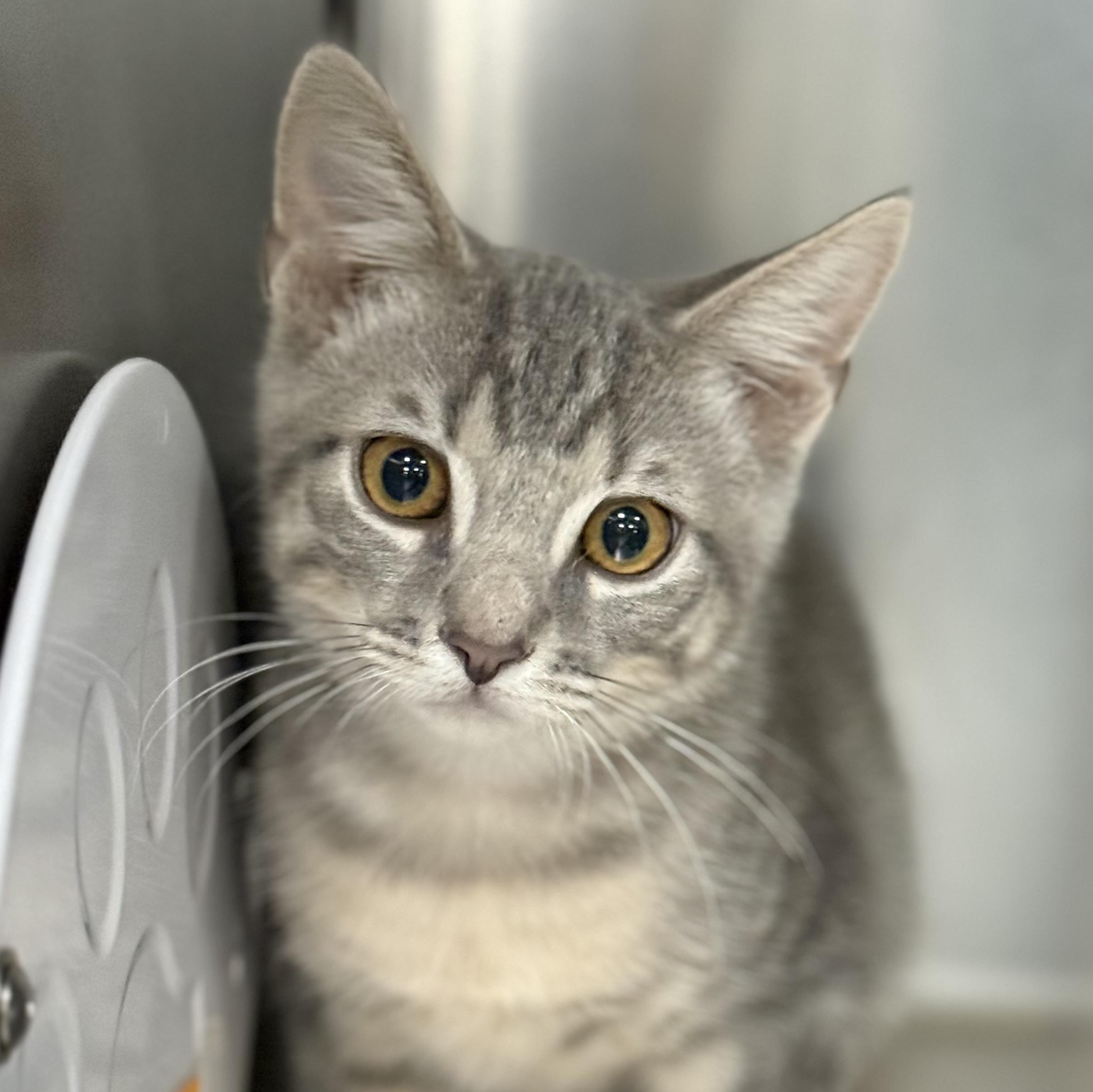 Enlarge Habanero, a Adoptable Domestic Short Hair in Collierville, TN image 2/3