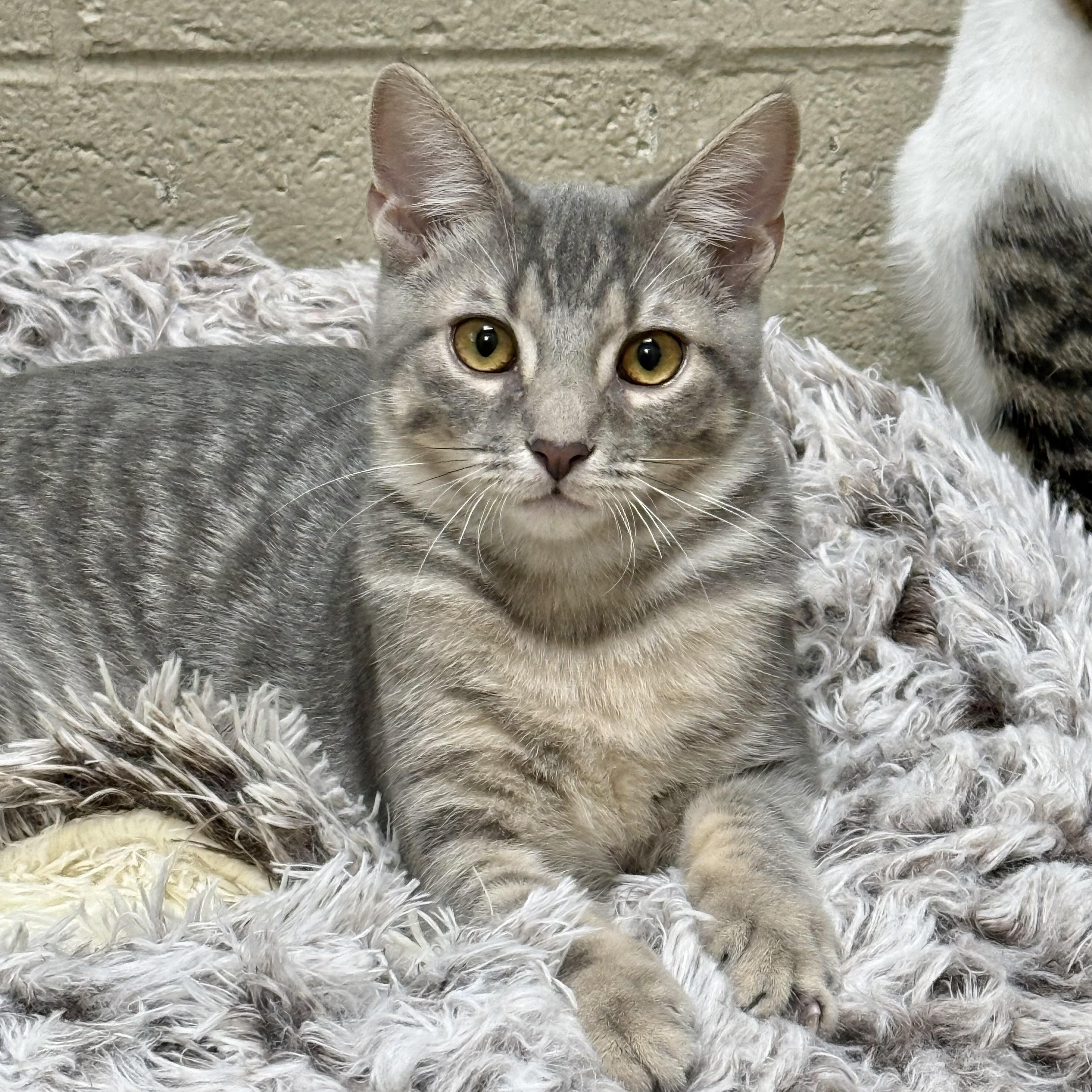 Enlarge Habanero, a Adoptable Domestic Short Hair in Collierville, TN image 3/6