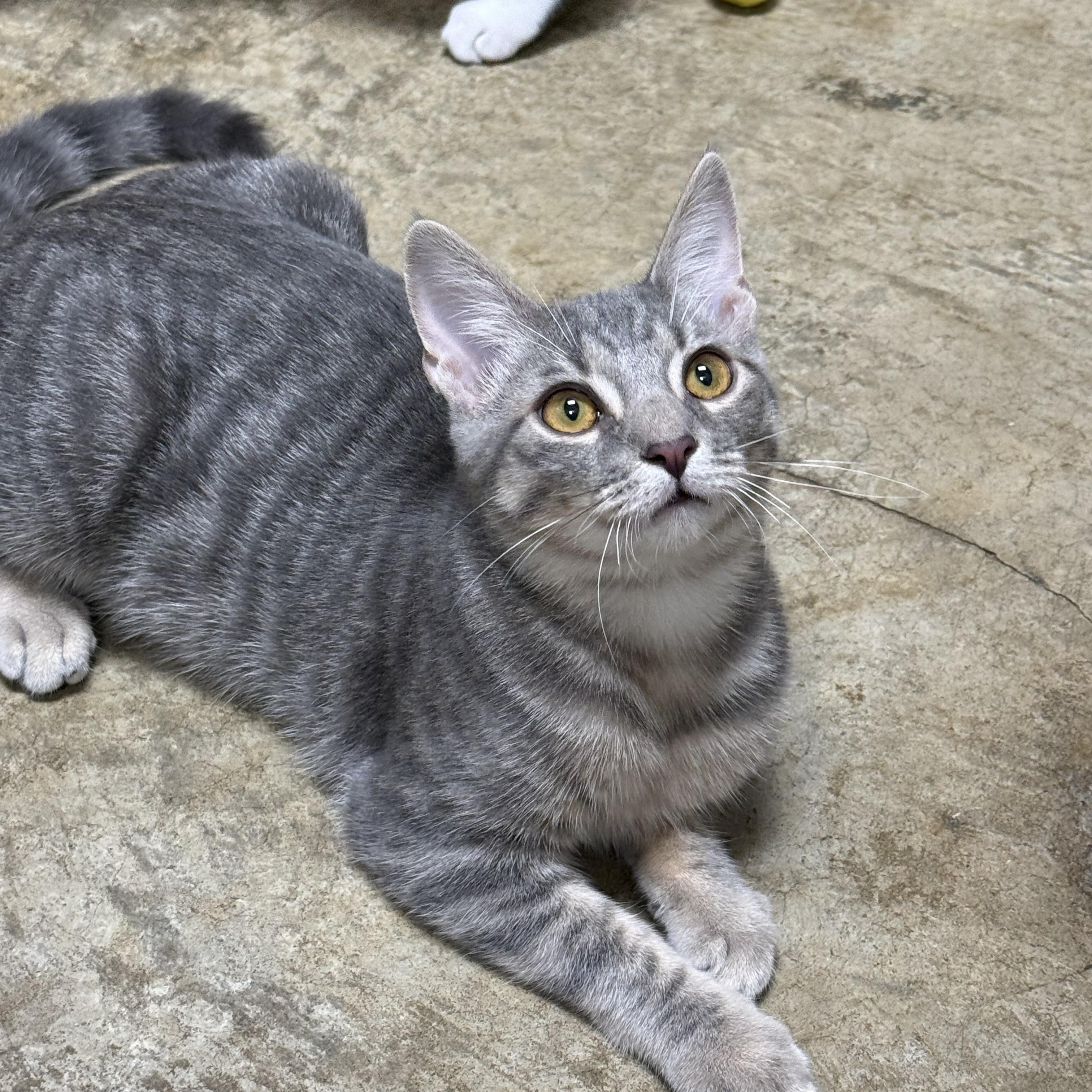 Habanero, Adoptable, Kitten Male Domestic Short Hair.