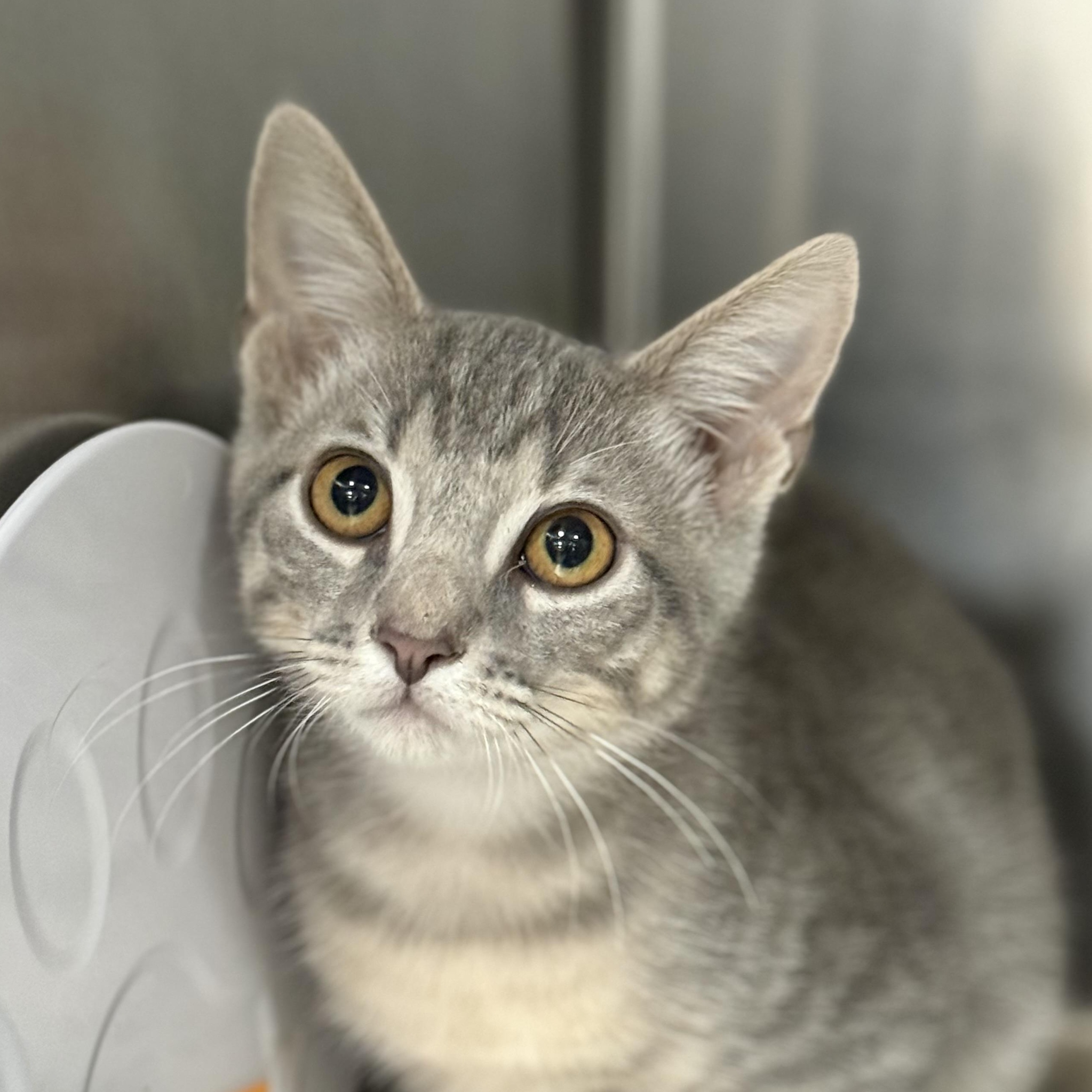 Enlarge Habanero, a Adoptable Domestic Short Hair in Collierville, TN image 3/3