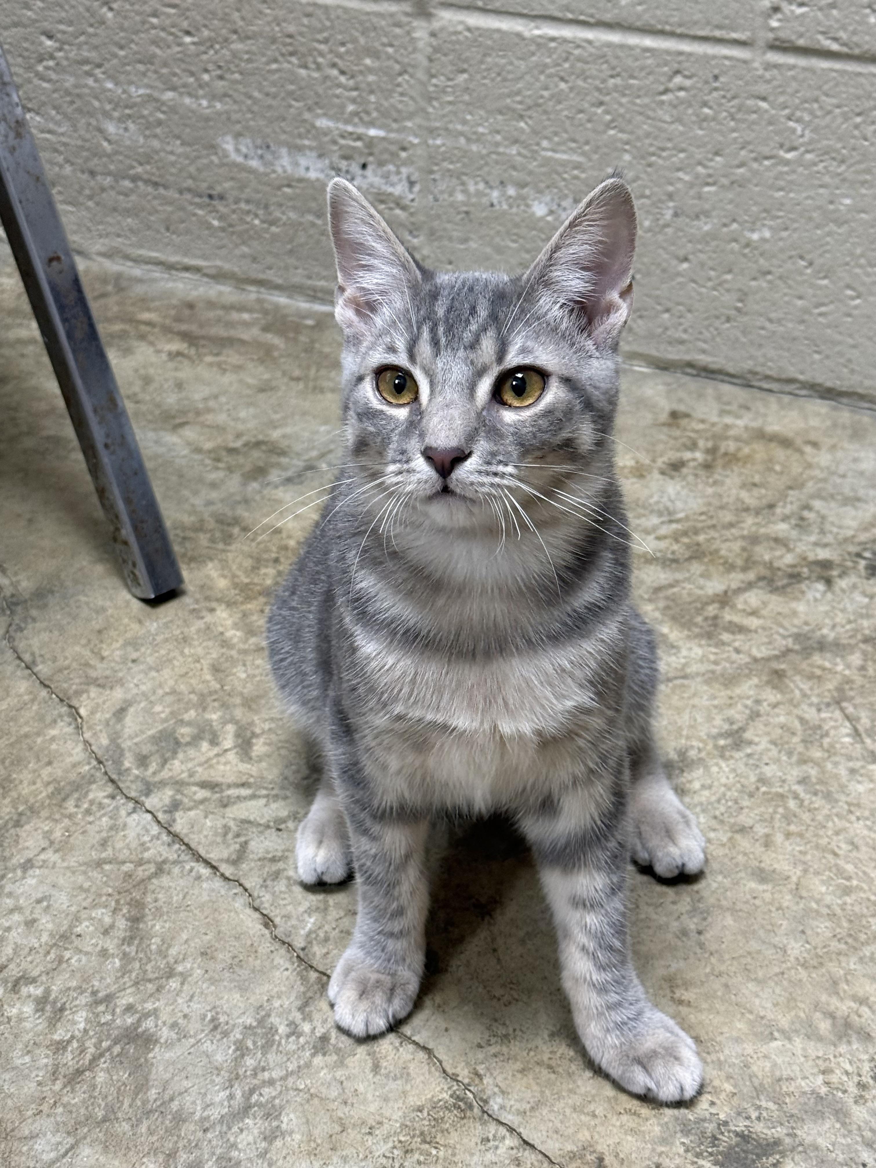 Enlarge Habanero, a Adoptable Domestic Short Hair in Collierville, TN image 4/6