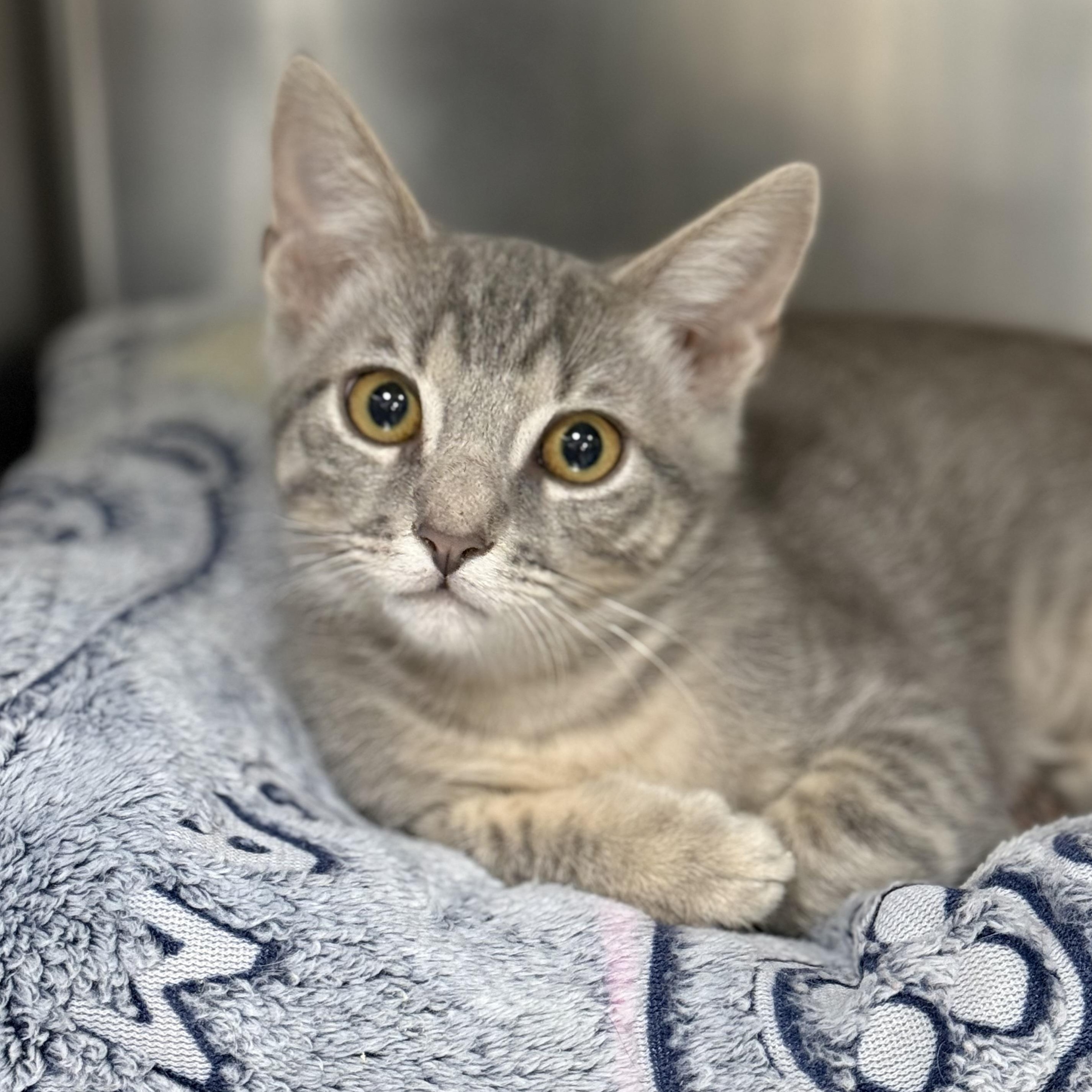 Enlarge Habanero, a Adoptable Domestic Short Hair in Collierville, TN image 1/3