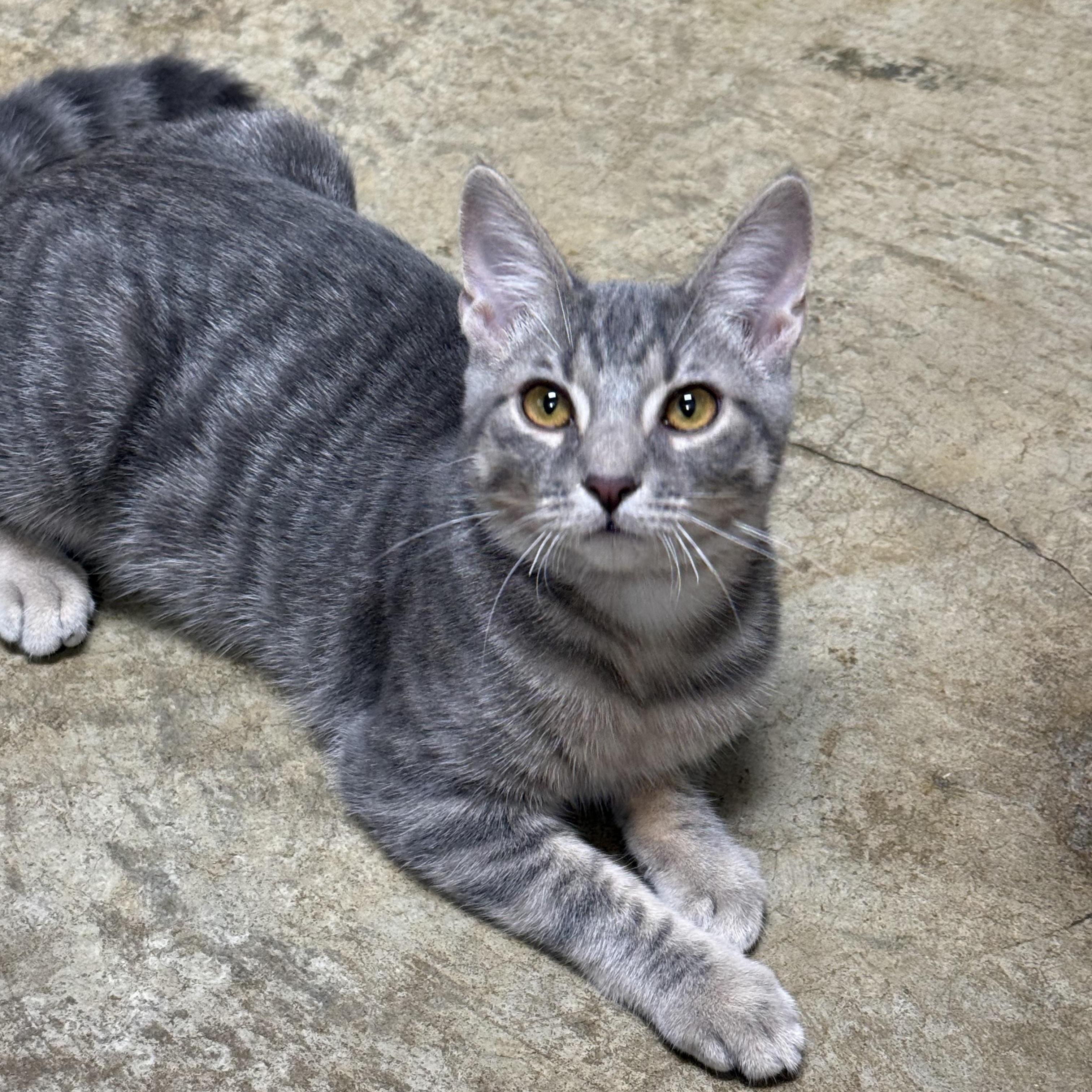 Enlarge Habanero, a Adoptable Domestic Short Hair in Collierville, TN image 5/6