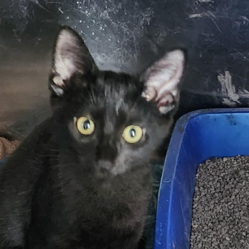 Canyon, Adoptable, Kitten Male Domestic Short Hair.