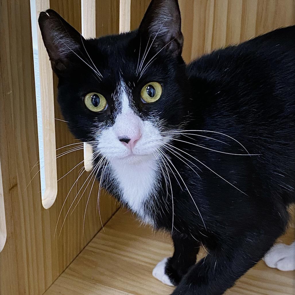 Jerry, Adoptable, Adult Male Domestic Short Hair.
