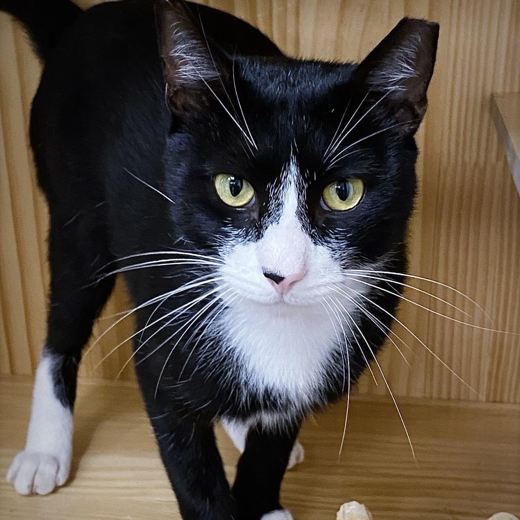 Enlarge Jerry, a Adoptable Domestic Short Hair in Huntsville, AL image 2/2