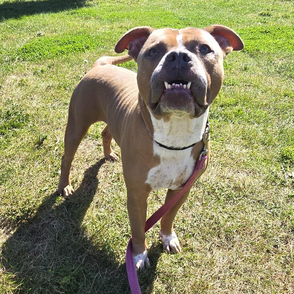 Macho, Adoptable, Adult Male Pit Bull Terrier.