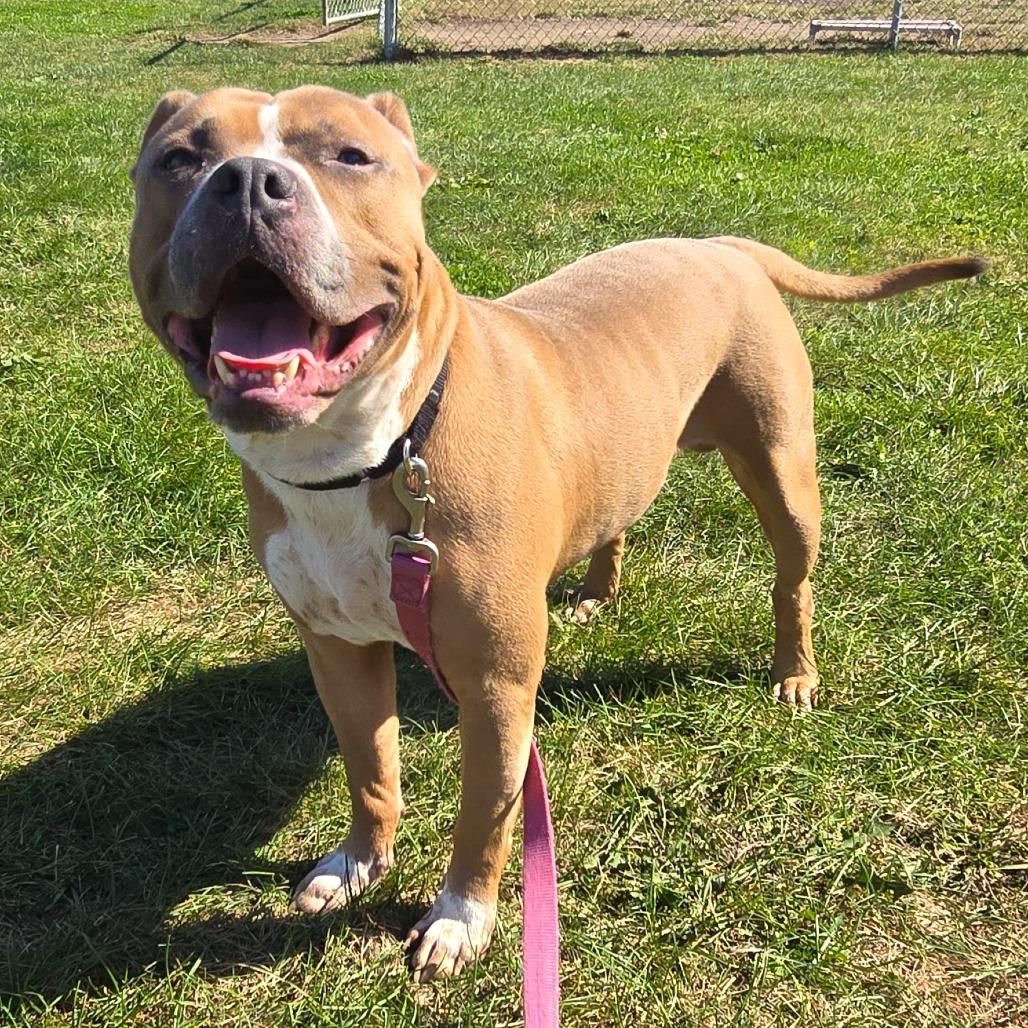 Enlarge Macho, a Adoptable Pit Bull Terrier in Champaign, IL image 2/5