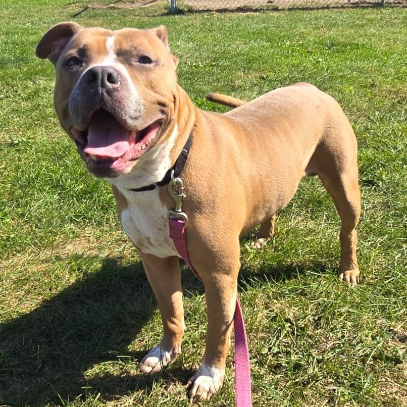 Enlarge Macho, a Adoptable Pit Bull Terrier in Champaign, IL image 3/5