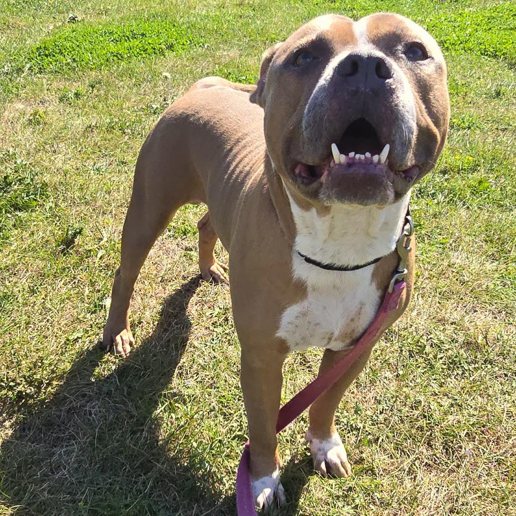 Enlarge Macho, a Adoptable Pit Bull Terrier in Champaign, IL image 4/5