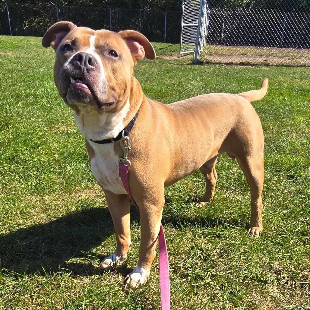 Enlarge Macho, a Adoptable Pit Bull Terrier in Champaign, IL image 5/5