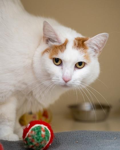 Nala, Adoptable, Adult Female Domestic Short Hair & Domestic Short Hair.
