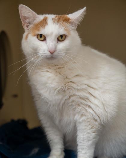 Nala, a Adoptable mixed breed in Pequot Lakes, MN image 2/2