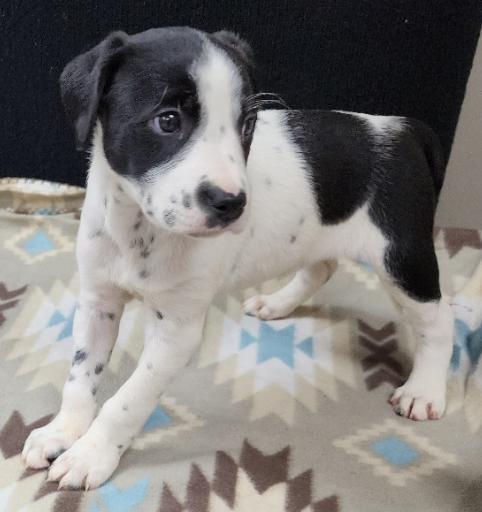 Perdita, a Adoptable mixed breed in Neillsville, WI image 5/6