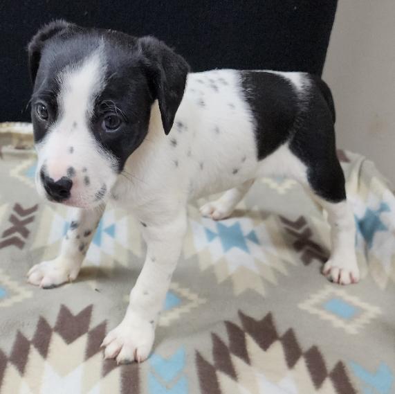 Perdita, a Adoptable mixed breed in Neillsville, WI image 3/6