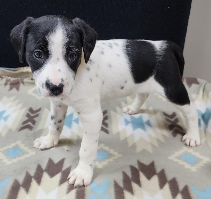 Perdita, Adoptable, Puppy Female Dalmatian.