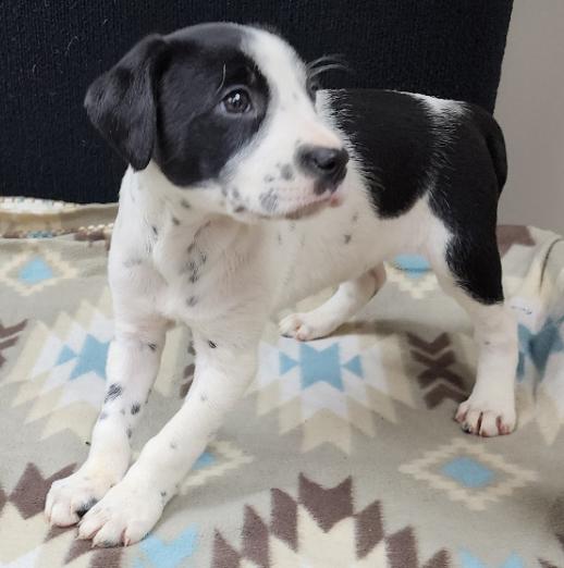 Perdita, a Adoptable mixed breed in Neillsville, WI image 6/6