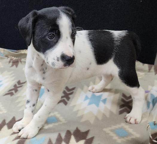 Perdita, a Adoptable mixed breed in Neillsville, WI image 2/6