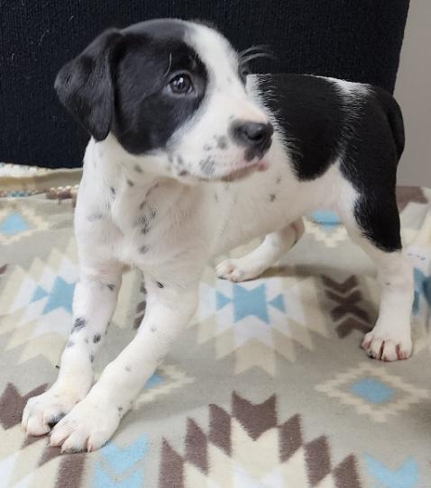 Perdita, a Adoptable mixed breed in Neillsville, WI image 4/6