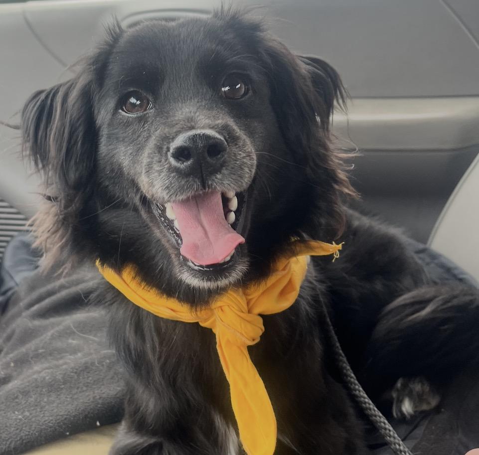 Whiskey, a ADOPTABLE mixed breed in MOORESVILLE, NC image 5/5