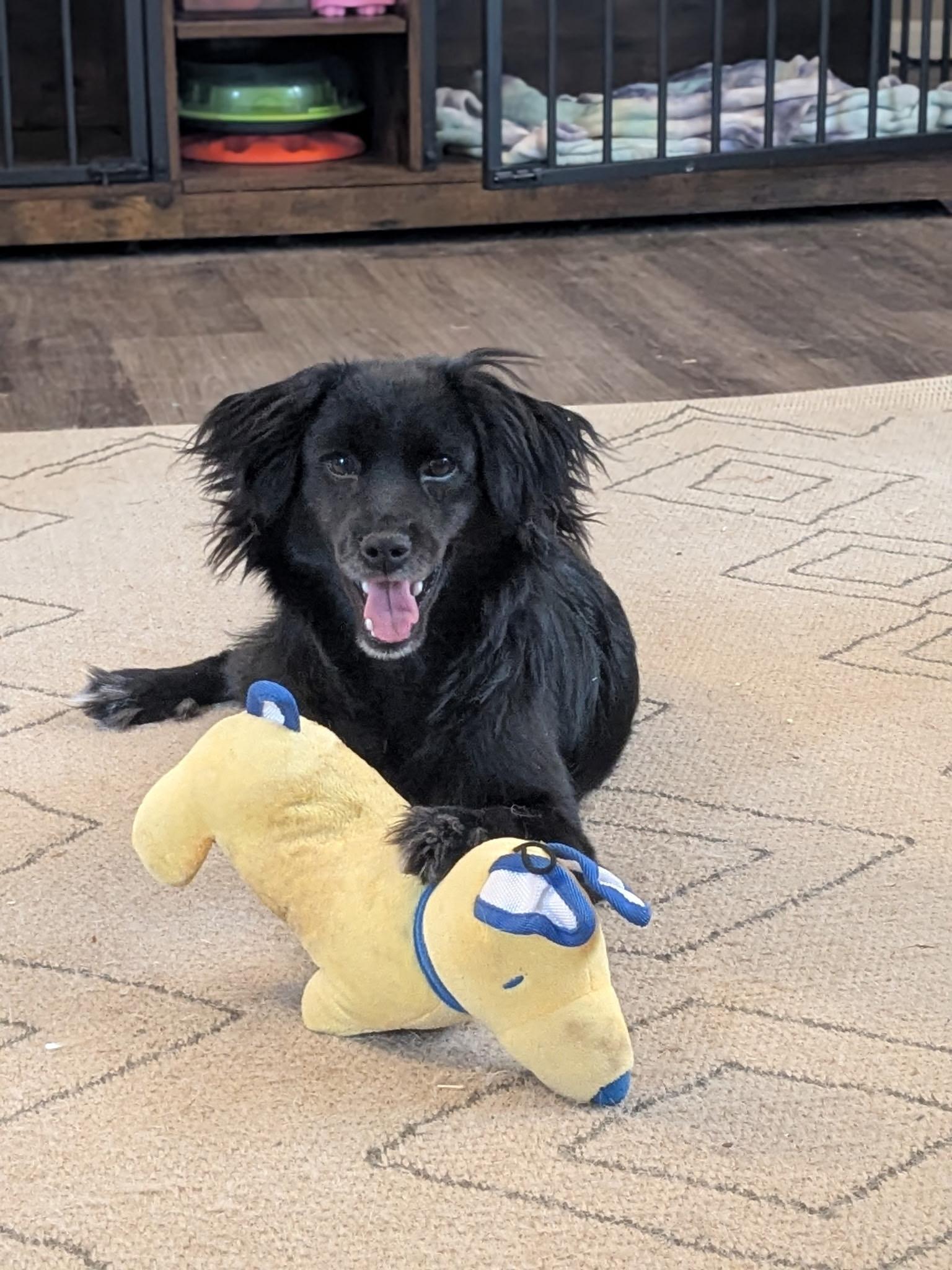 Whiskey, a ADOPTABLE mixed breed in MOORESVILLE, NC image 4/5