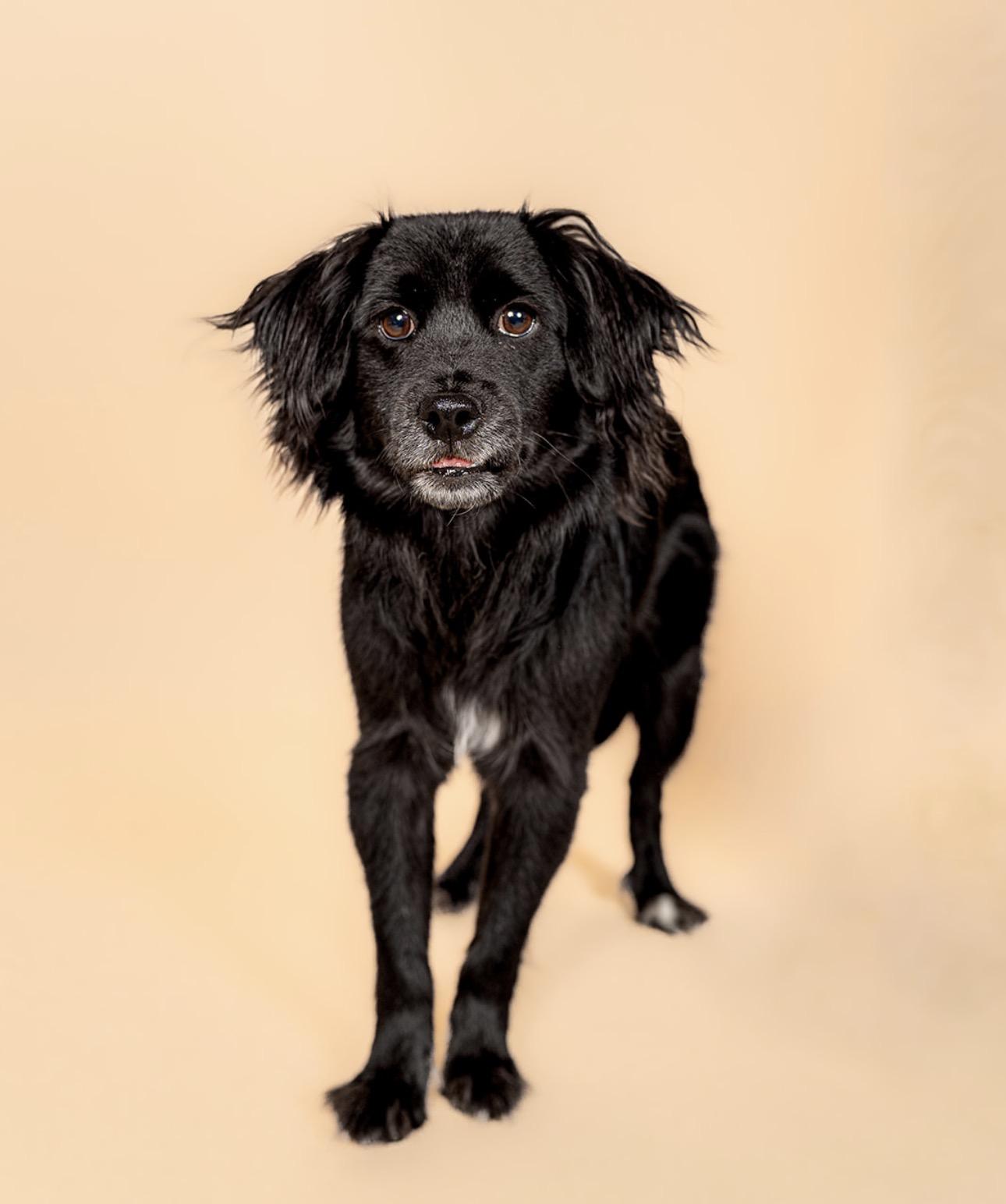 Whiskey, ADOPTABLE, Young Male Black Labrador Retriever & Spaniel.