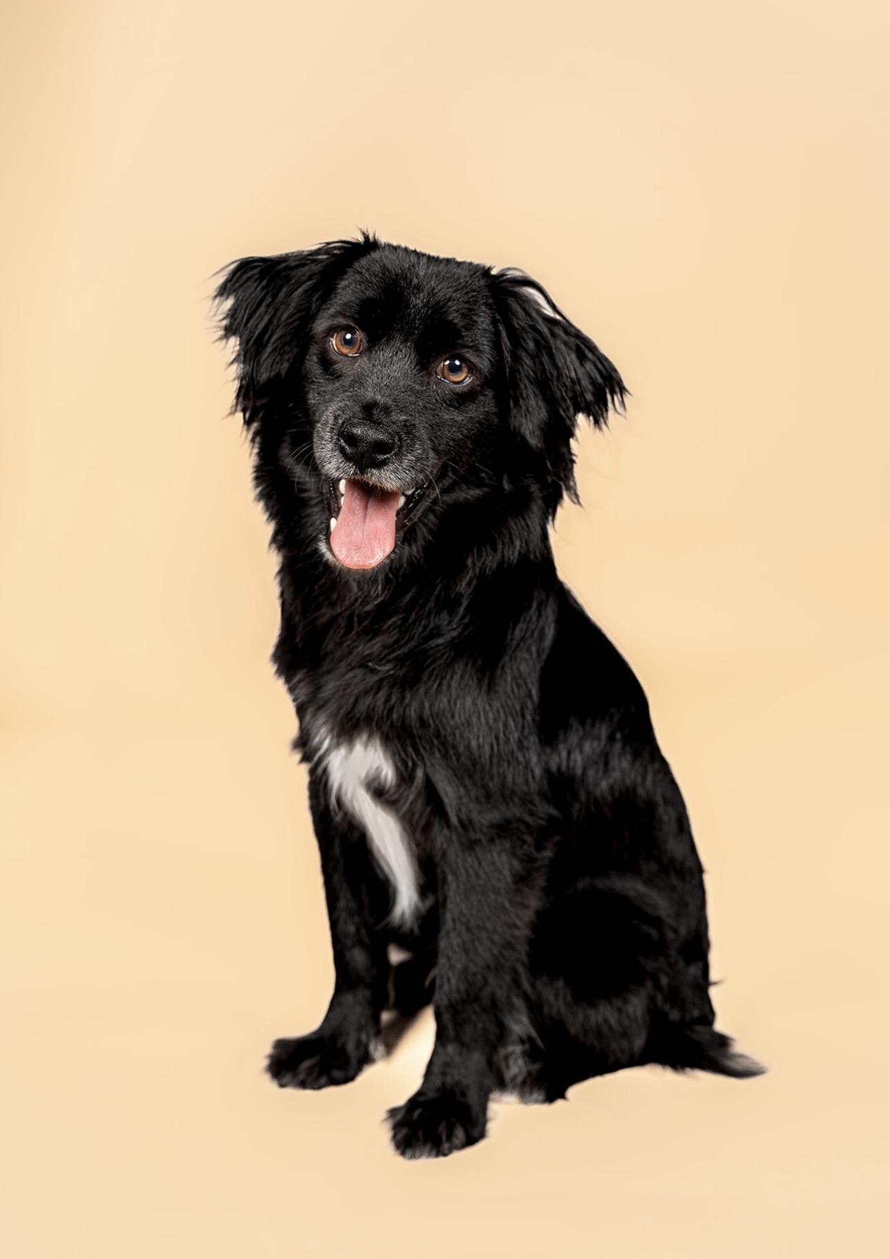 Whiskey, a ADOPTABLE mixed breed in MOORESVILLE, NC image 3/5
