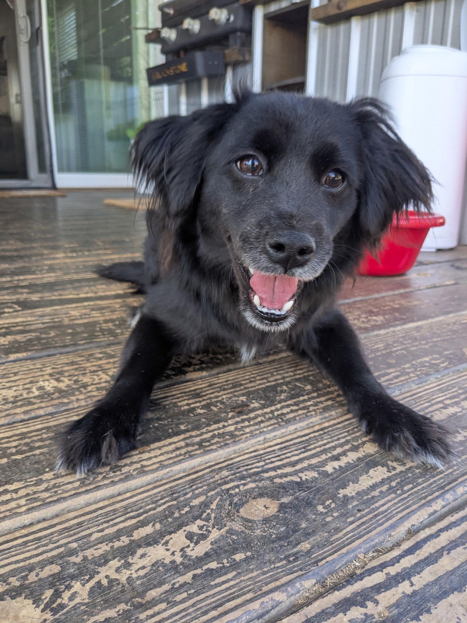 Whiskey, a ADOPTABLE mixed breed in MOORESVILLE, NC image 2/5