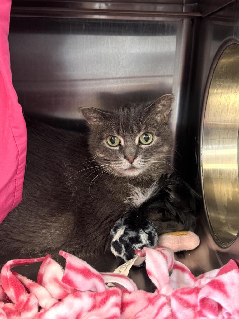 Georgia, Adoptable, Senior Female Domestic Short Hair.